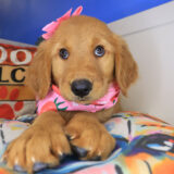 Indigo Golden Retriever 02