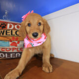 Indigo Golden Retriever 03