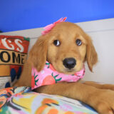Indigo Golden Retriever 04