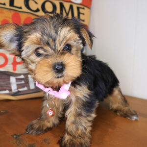 Izza Yorkshire Terrier 01