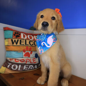 Jamm Golden Retriever 01