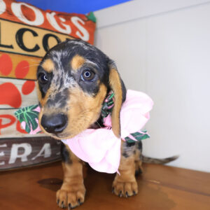 Jazzy Dachshund 01