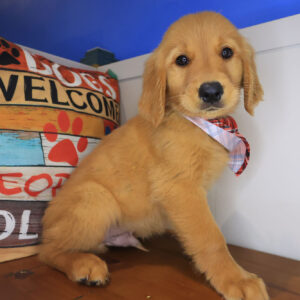 Jet Golden Retriever 01