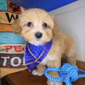 Joni Maltipoo 01