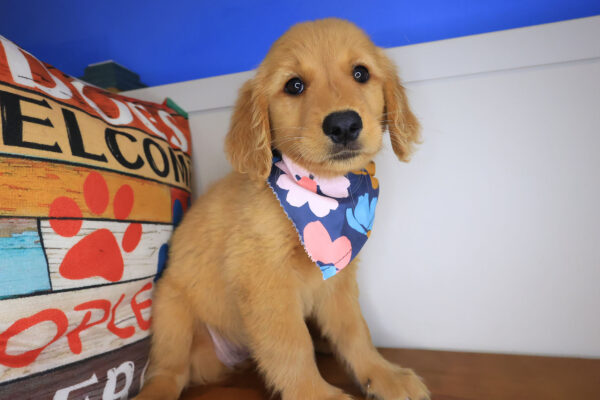 Josephine Golden Retriever 01
