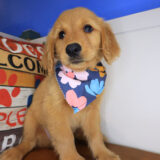 Josephine Golden Retriever 04