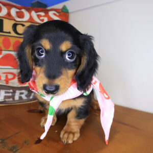 June Dachshund 01
