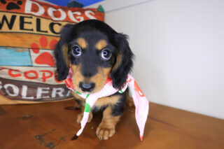 June Dachshund 01