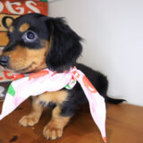June Dachshund 03
