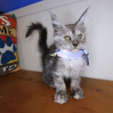 Kali Maine Coon 01