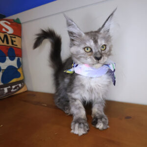 Kali Maine Coon 01