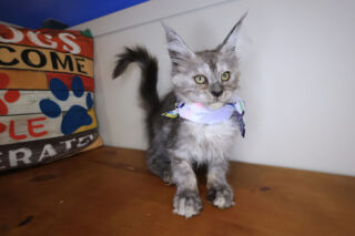Kali Maine Coon 01