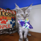 Kali Maine Coon 02