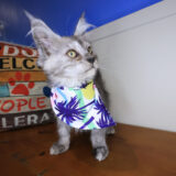 Kali Maine Coon 03