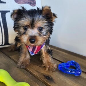 Kata Yorkshire Terrier 01