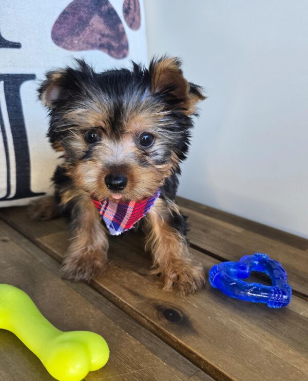 Kata Yorkshire Terrier 01