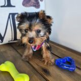 Kata Yorkshire Terrier 02