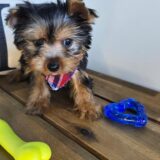 Kata Yorkshire Terrier 03