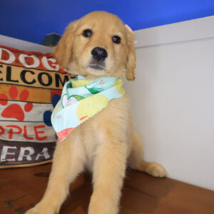 Kenna Golden Retriever 01