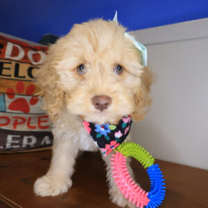 Kindle Cockapoo 01 Kindle Cockapoo 01