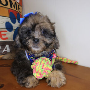 Kinley Shihpoo 01