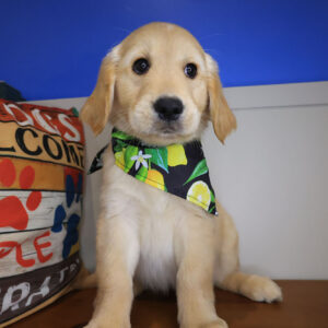 Kismet Golden Retriever 01