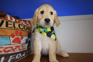 Kismet Golden Retriever 01