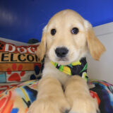 Kismet Golden Retriever 02