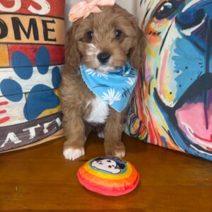 Kitty Cavapoo 01