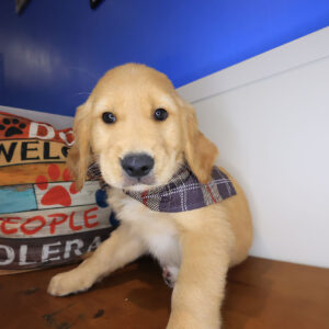 Koop Golden Retriever 01