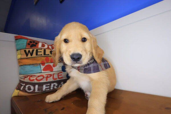 Koop Golden Retriever 01