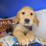 Koop Golden Retriever 02