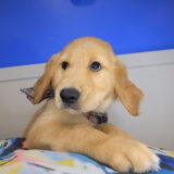 Koop Golden Retriever 03