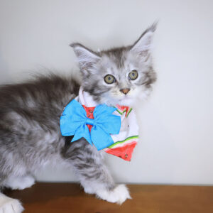 Leia Maine Coon 01