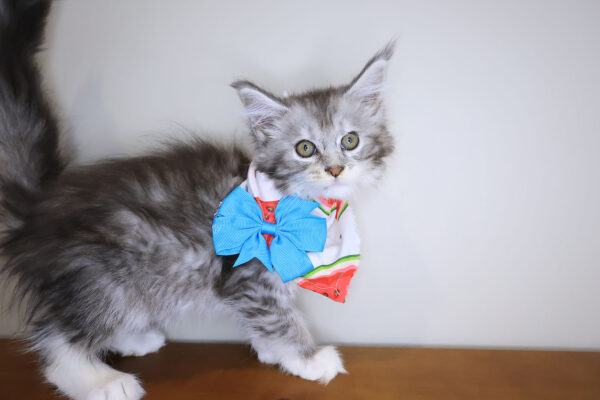 Leia Maine Coon 01