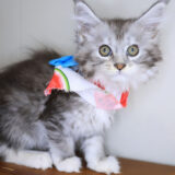 Leia Maine Coon 02
