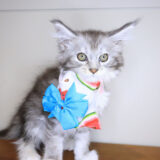 Leia Maine Coon 03