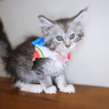 Leia Maine Coon 04