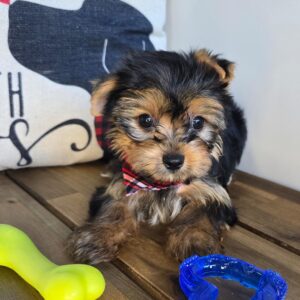 Liam Yorkshire Terrier 01