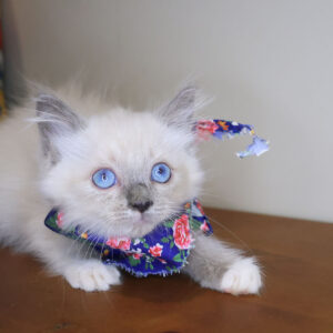 Lilo Ragdoll 01