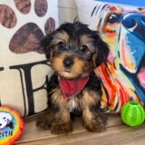 Linus Yorkshire Terrier 01