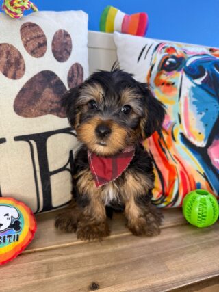 Linus Yorkshire Terrier 01