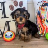 Linus Yorkshire Terrier 02