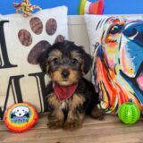 Linus Yorkshire Terrier 03