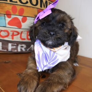 Ludo Shihpoo 01