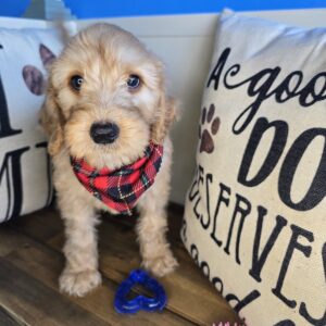Lullaby Goldendoodle 01