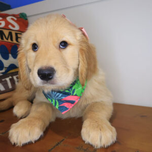 Lush Golden Retriever 01