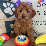 Macey Cavapoo 01