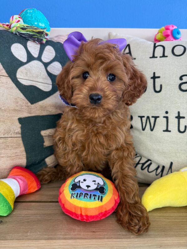 Macey Cavapoo 01