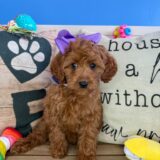 Macey Cavapoo 02